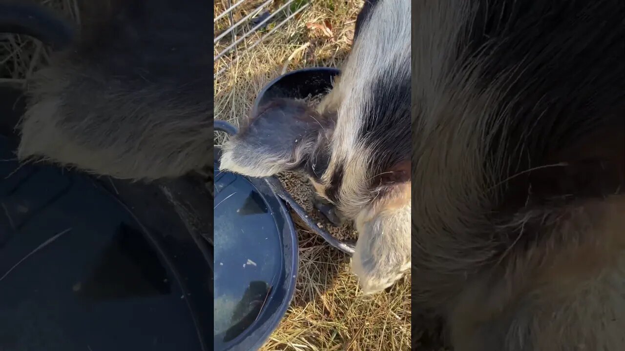 Morning Chores 🐷 #farmlife #farming #kunekune #chickens #fy #fyp #homestead #home