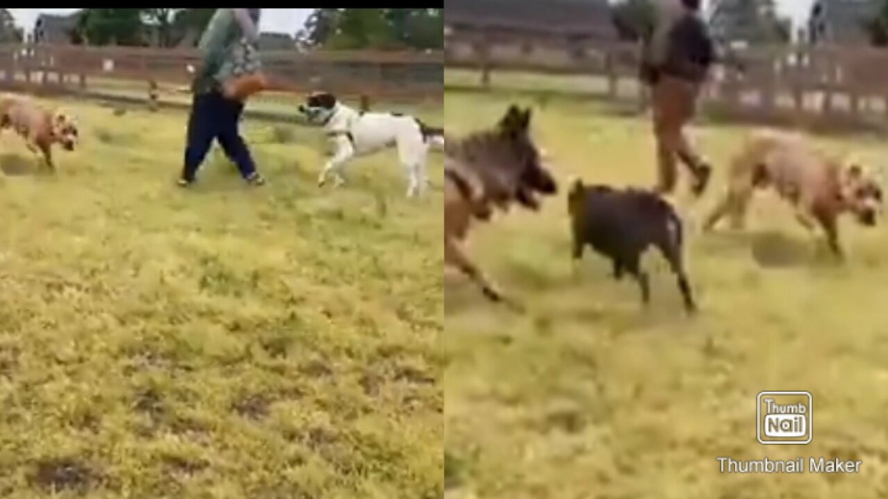 German Shepherd Attacks Pitbull [OFF LEASH DOG PARKING