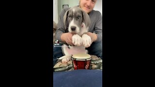 Adorable Great Dane puppy playing the drums