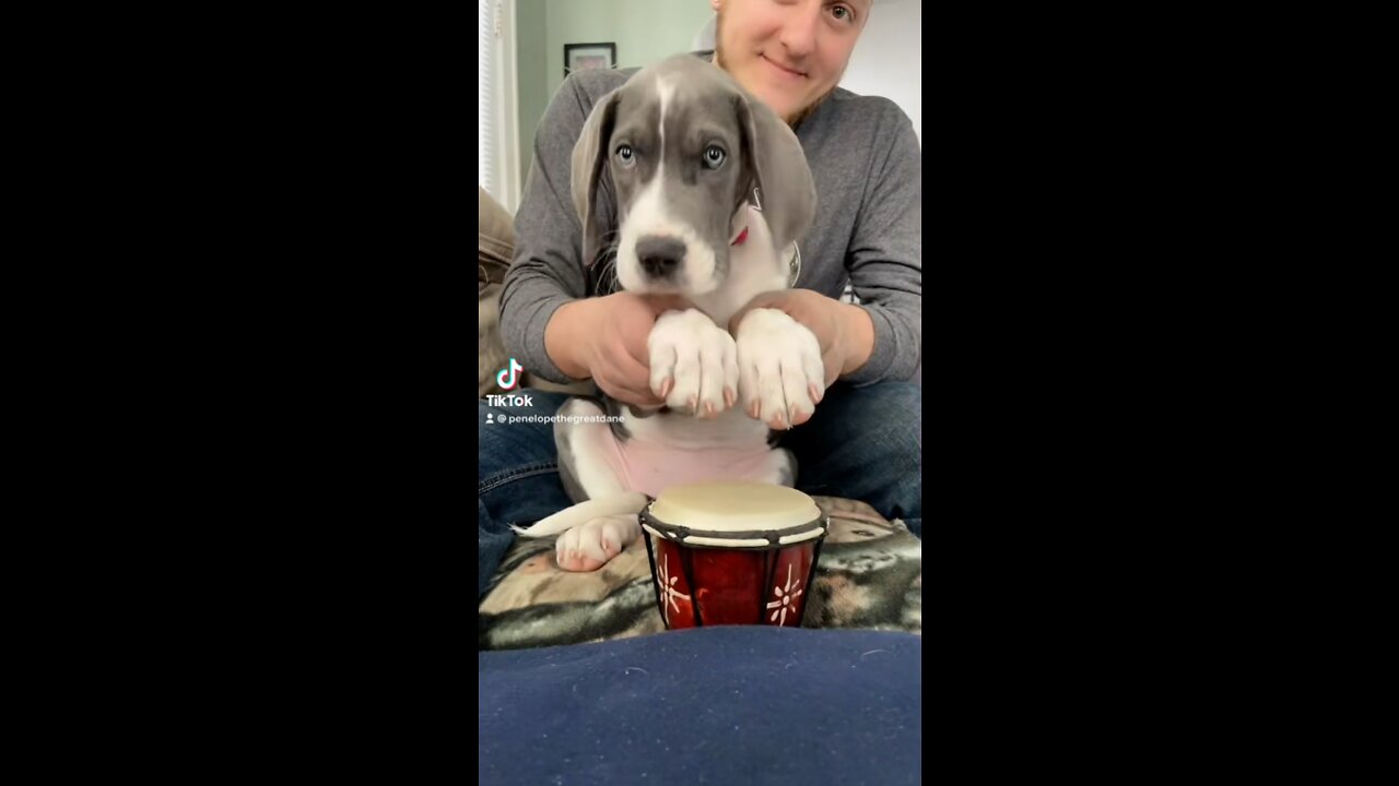 Adorable Great Dane puppy playing the drums