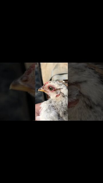 Meet Priscilla the baby chick 6 weeks old