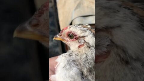 Meet Priscilla the baby chick 6 weeks old