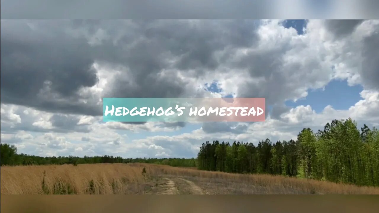 Are you over feeding your animals how much Money you can save #SavingMoney #FeedingYourAnimals￼￼