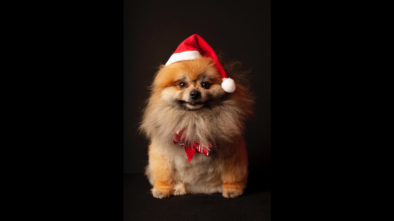 Cute Dog