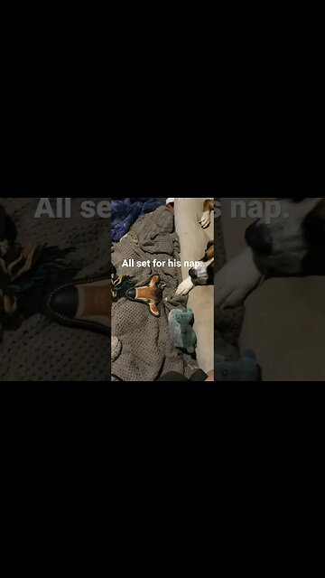 #crazy #sillydog #greatdane #saintbernard #dogmom #doglover