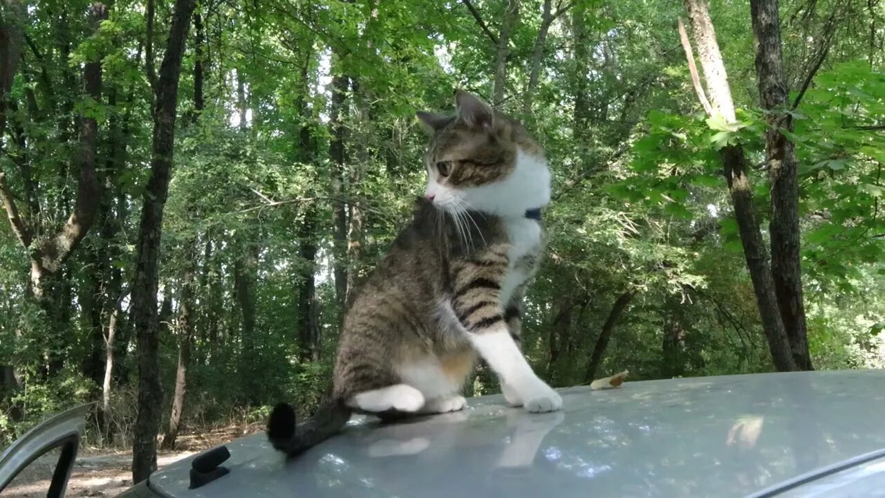 Naughty Cat Has Climbed on the Car