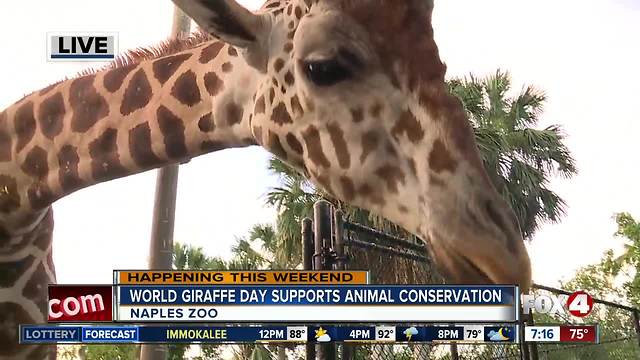 Naples Zoo celebrates World Giraffe Day - 7am live report