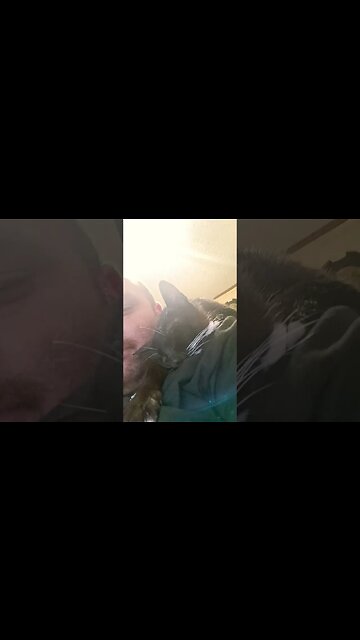 sleepy cat #shortsfeed #shortsvideo #cat #kitty #cutekitty #catlover #catshorts #youtubeshorts