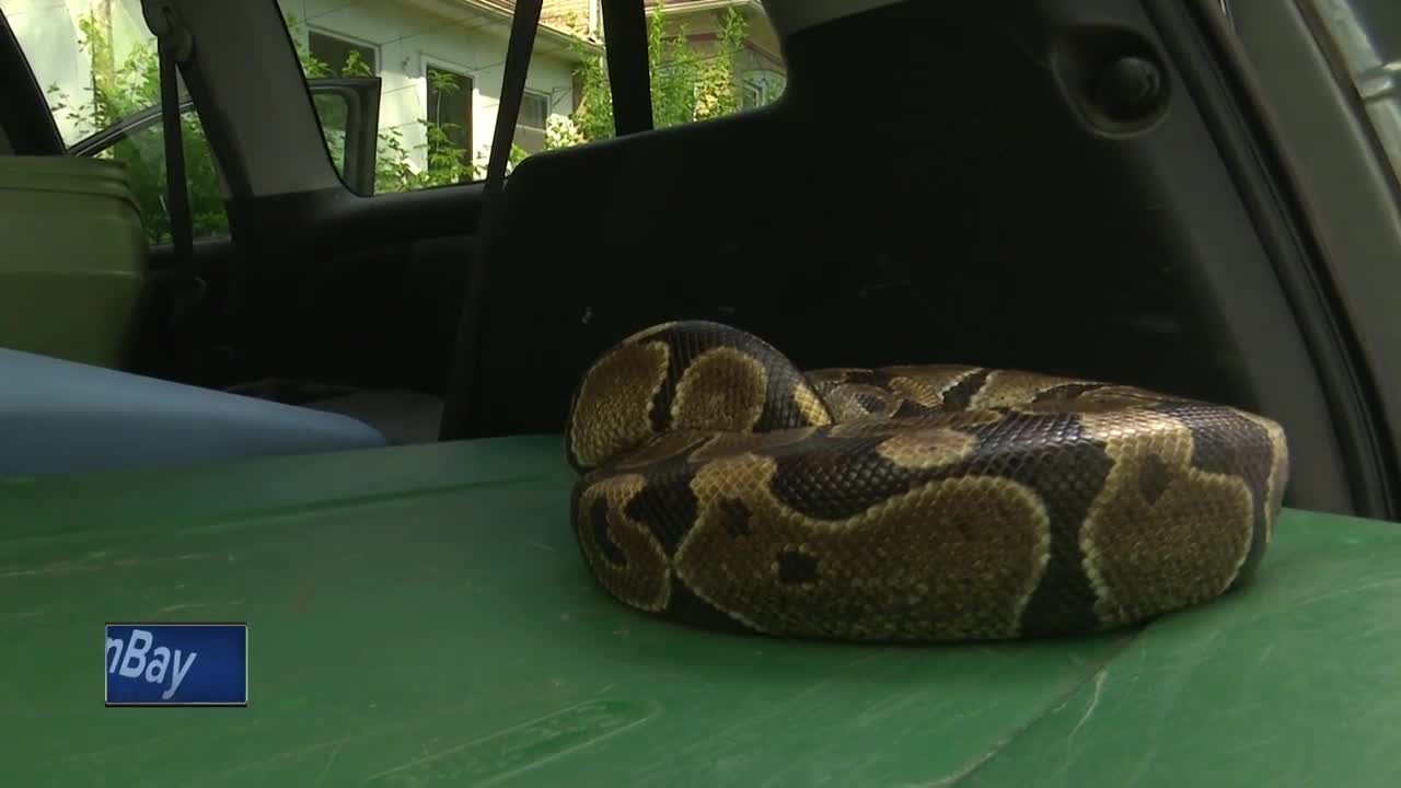 Omro Police find snake under SUV hood