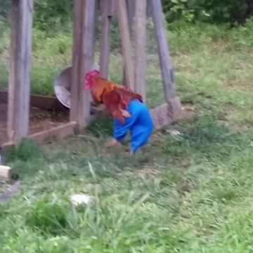 Rooster Run Around Wearing Blue Pants