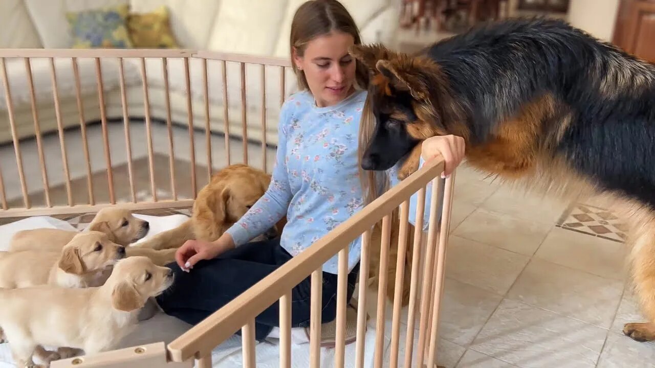 German Shepherd Meets Puppies for The First Time