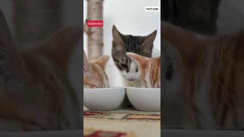 #funnycatsvideo , #bestcatvideos , Fancy Feast, #youtubeshorts