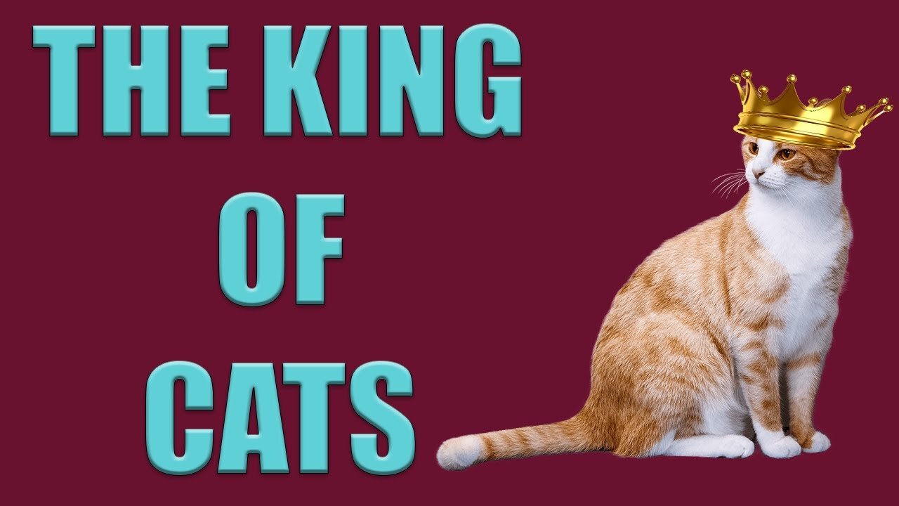 The King Of Cats | Legend