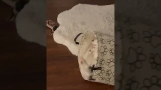 Springer Spaniel Puppy Playing With His Toy Basket.