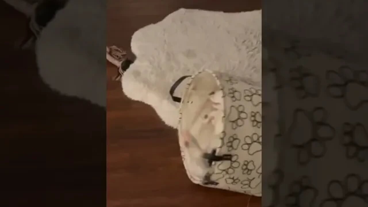 Springer Spaniel Puppy Playing With His Toy Basket.