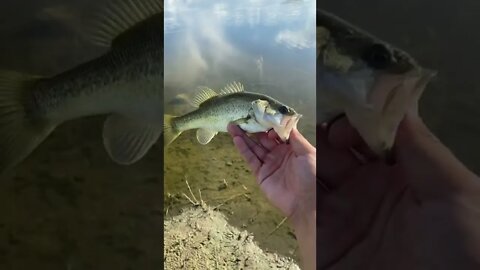 Tiny golf course pond BASS