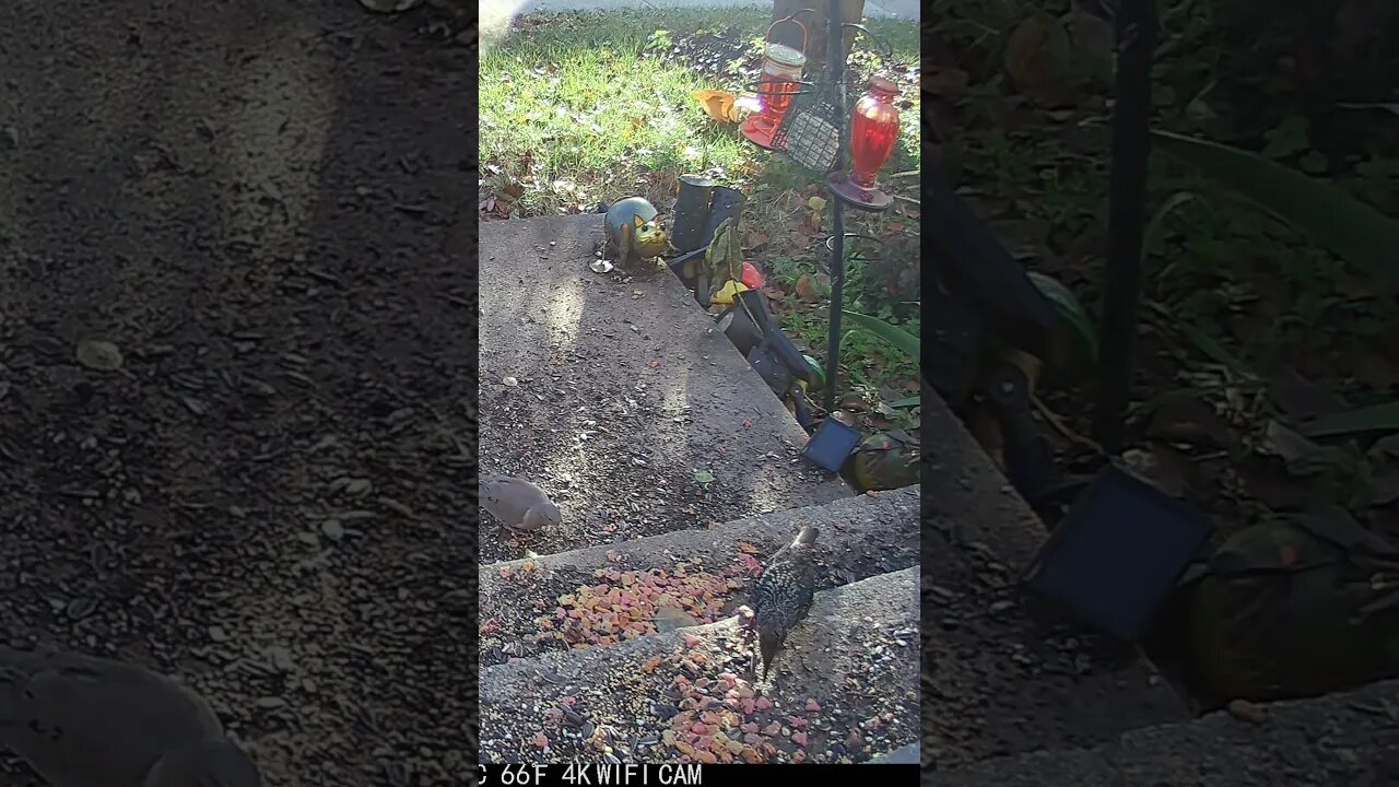 The Starling Eats The Cat Food And Then Puts It Back #Shorts 😎