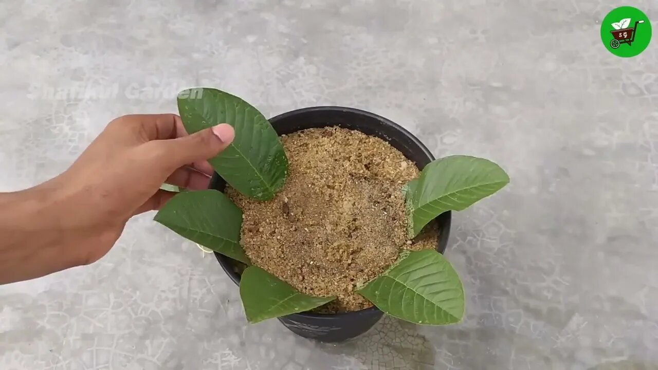 How to grow guava trees from guava leaves