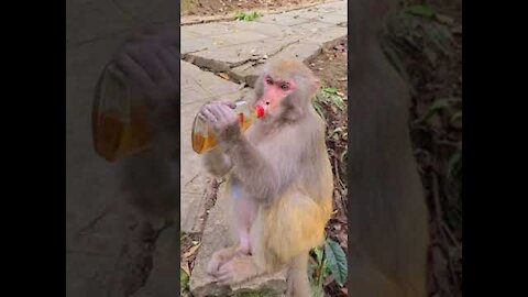 DRINK IS LONELY! SO CUTE!! funny animal videos try not to laugh - Cutest Animals 🤓 Cute baby animals