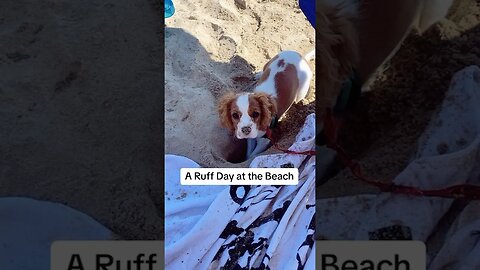 Sandy & Messy Furry Puppy Hair - I don’t Care!❤️🐶 #puppylife #dog #beach #doglover