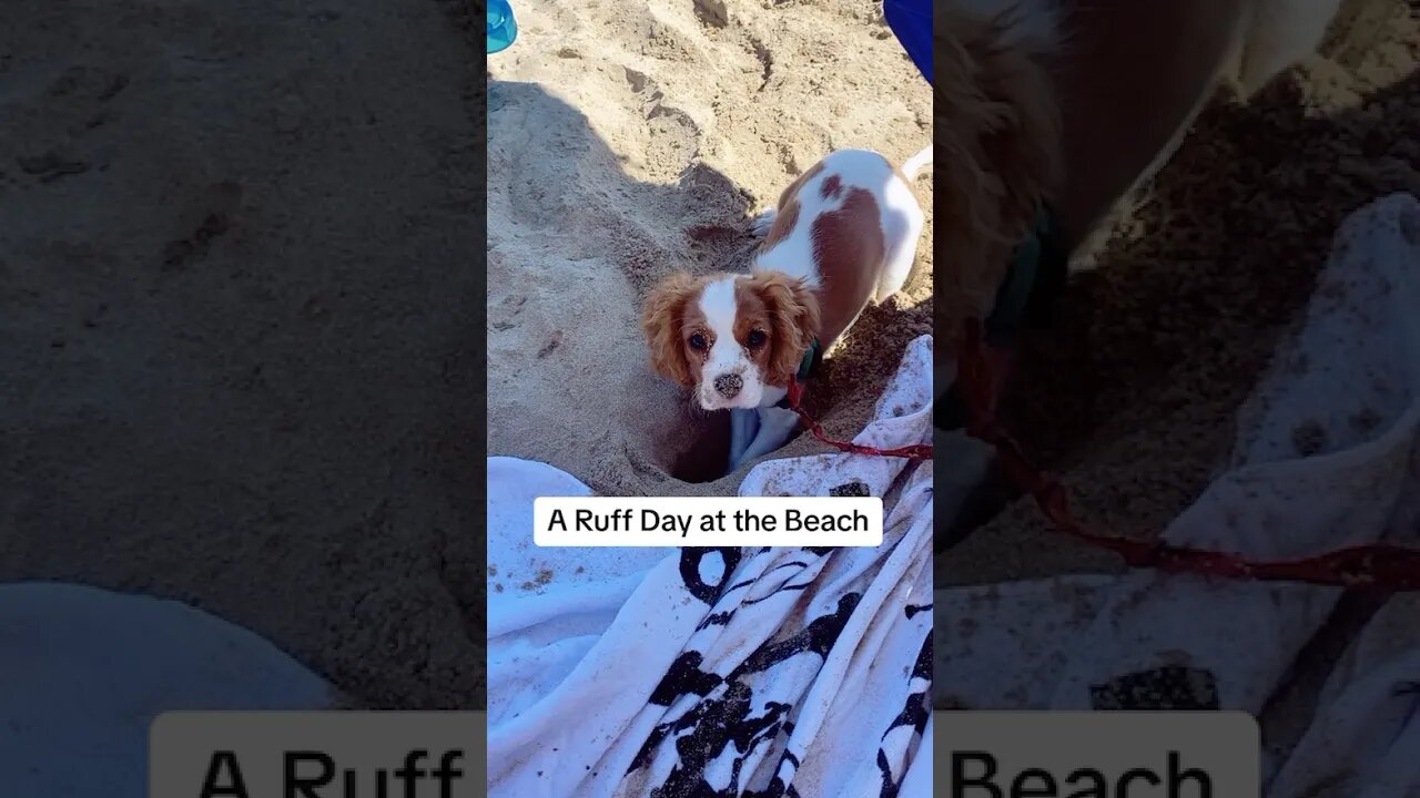 Sandy & Messy Furry Puppy Hair - I don’t Care!❤️🐶 #puppylife #dog #beach #doglover