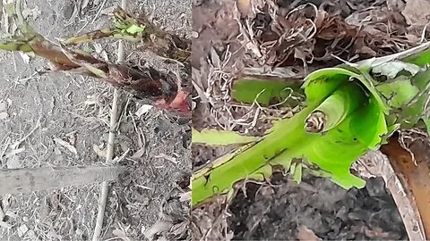 As galinhas destruiu as bananeiras, me obrigou a resolver com o que tinha no quintal