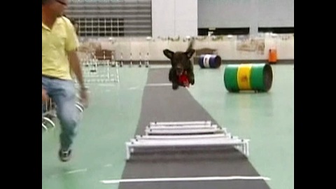 Dog Olympics