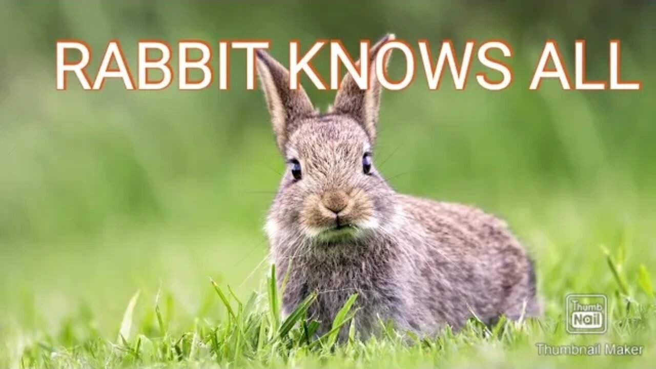 RABBIT 🐰 KNOWS ALL | BLACK PILL | GOLD PILL
