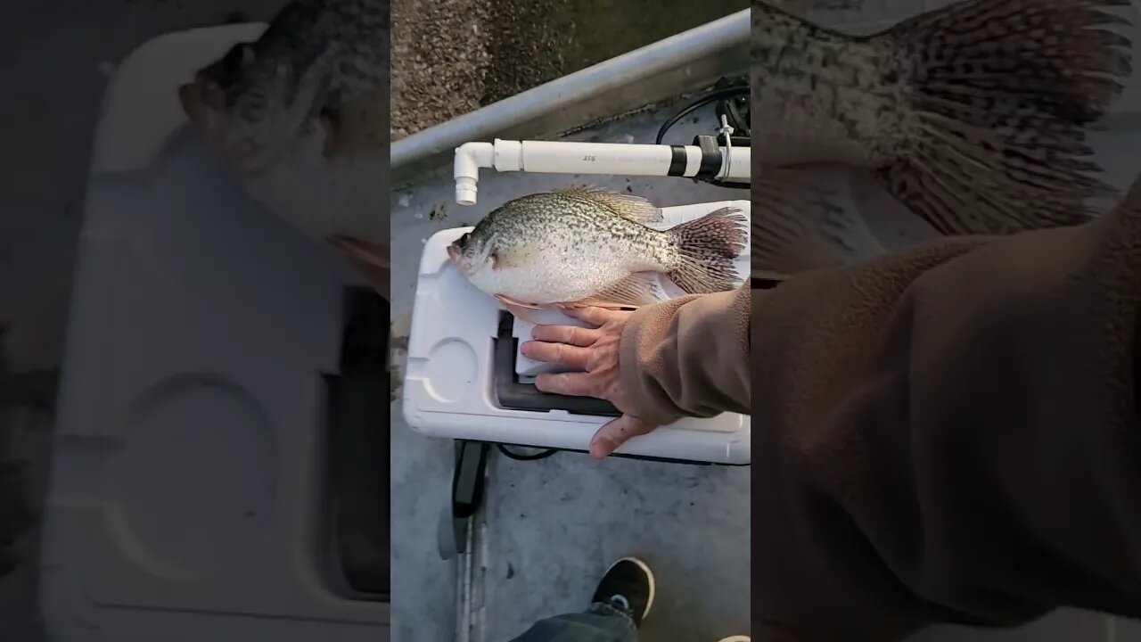Crappie-zilla biggest black crappie of my life.