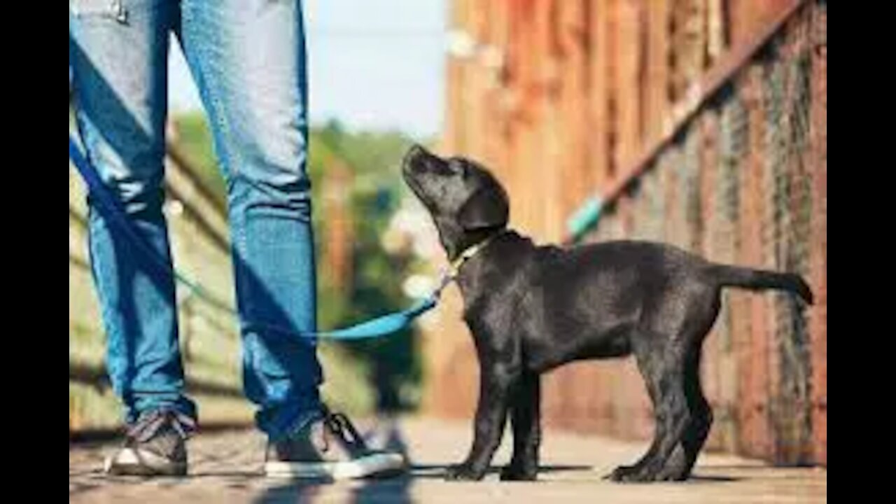 Effective way on "How to teach any dog to stop pulling and walk nicely on a loose leash!"