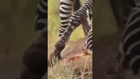 Momento Exato que Leoa pega uma Zebra 🙀🦁 #shorts