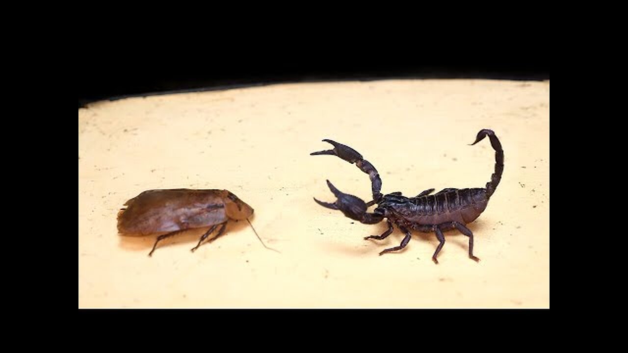 SCORPION vs BIG BUG!