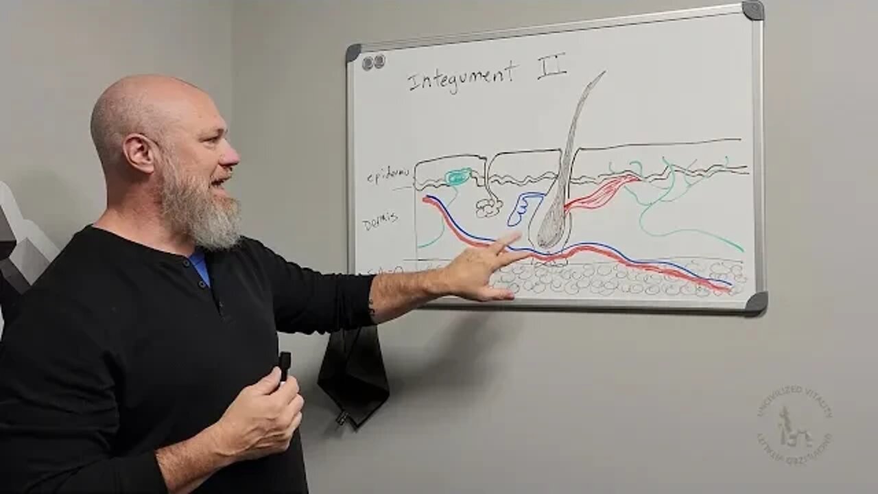 Integumentary System Part 2