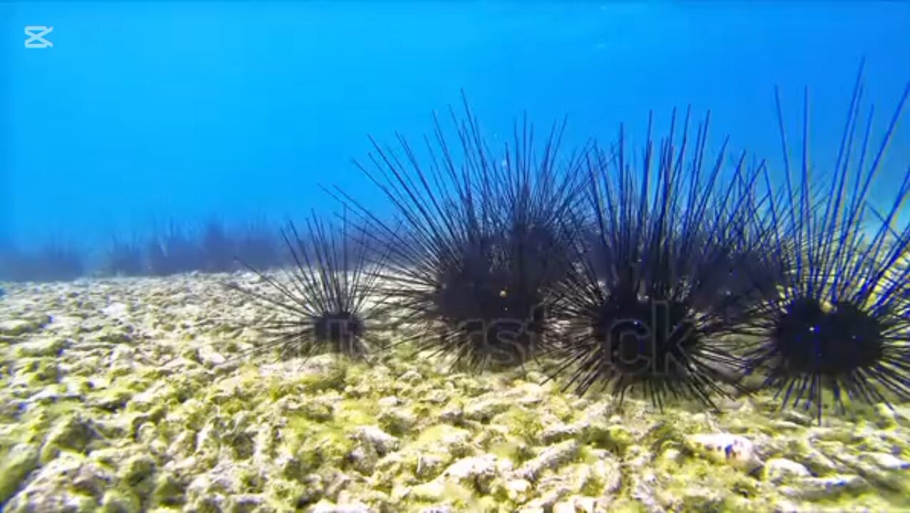 curiosidades sobre los erizos de mar