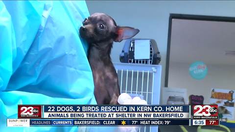 Dozens of animals rescued from home