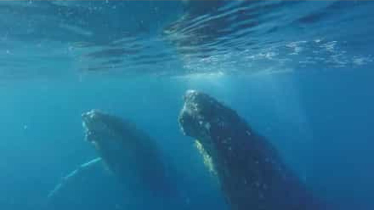 Balene fanno nuoto sincronizzato