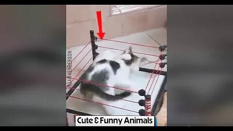 Cute and Funny Animals