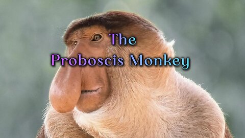 The Proboscis Monkey