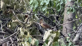 Cautious Cardinals James Gardens Toronto