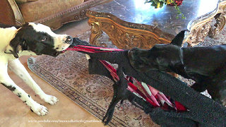 Harlequin Puppy Pulls Great Dane On A Blanket