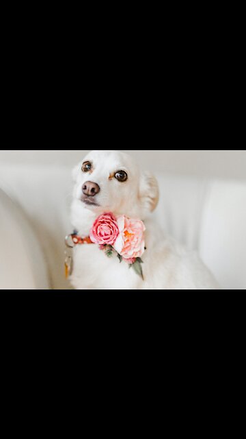 Mom vs Dog| Funny Situations And Awkward Moments With Relatives