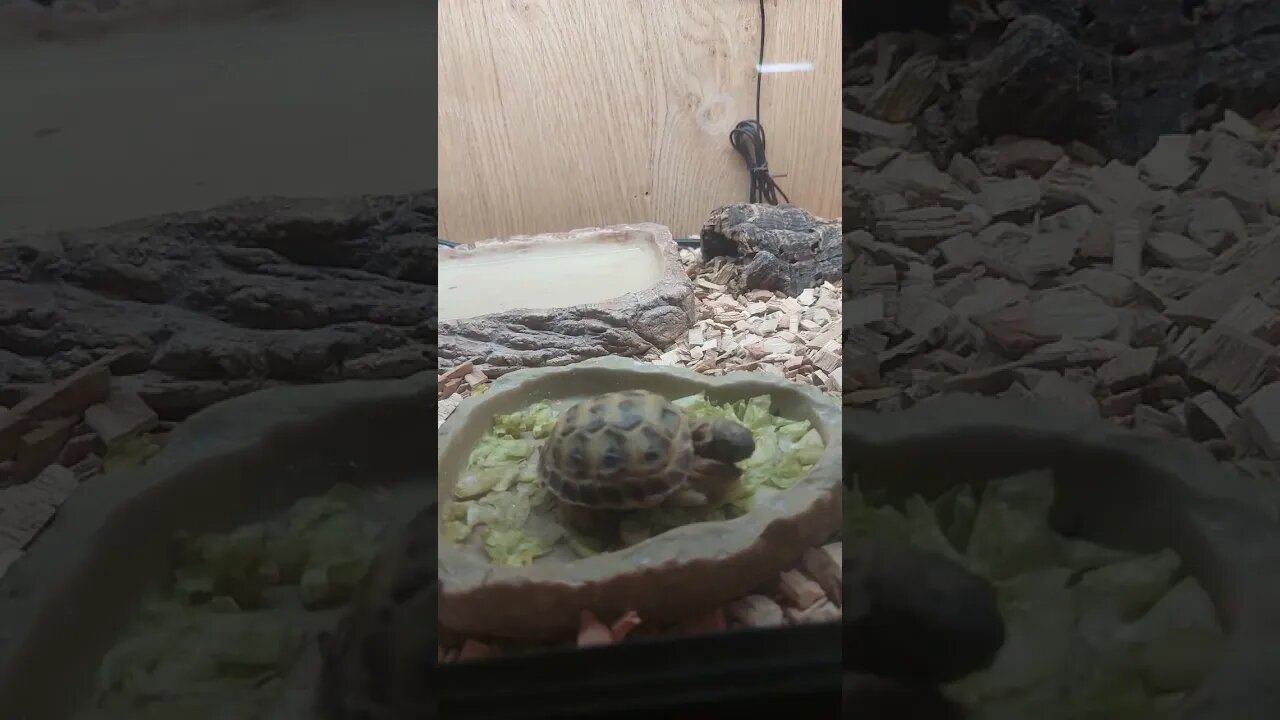 World's Smallest Tortoise Enjoys Lunch 🐢