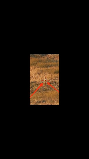 Hunting Coyotes #shorts #dog #animals #hunter #173