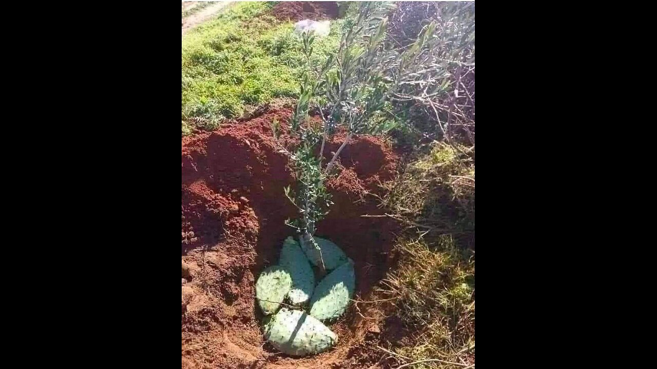 Ever Wondered If A Potato Can Work In Lemon Tree Propogation?