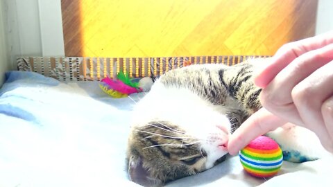 Sweet Cat Sleeps with One Eye Open