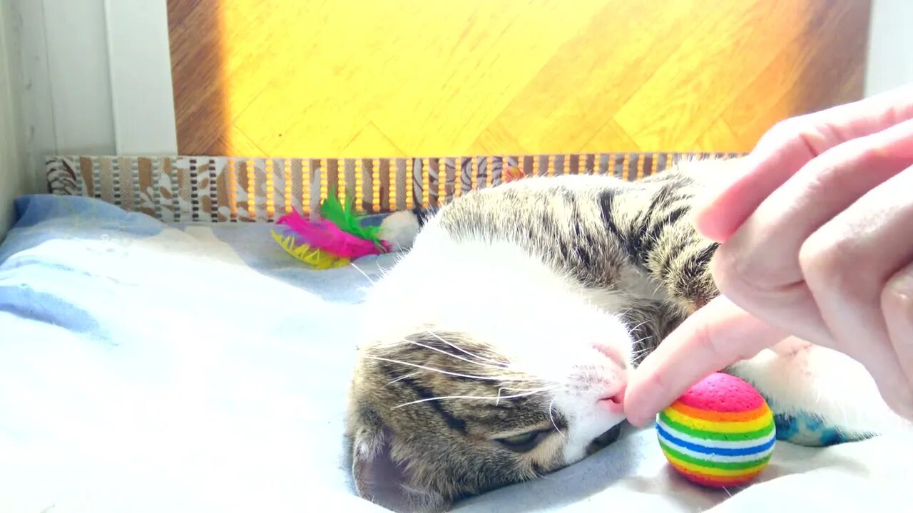 Sweet Cat Sleeps with One Eye Open