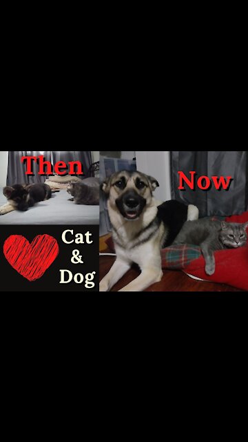 Cat and Dog | From Puppy to Dog