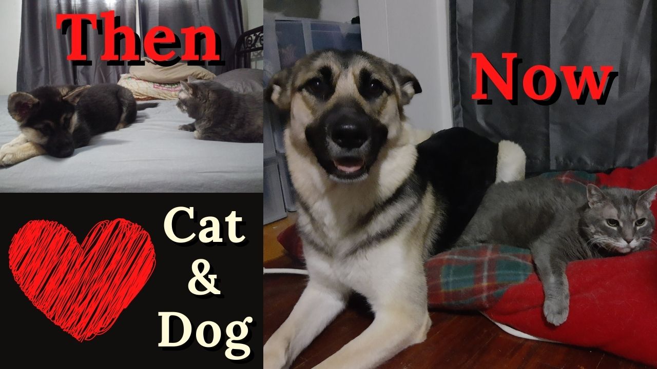 Cat and Dog | From Puppy to Dog