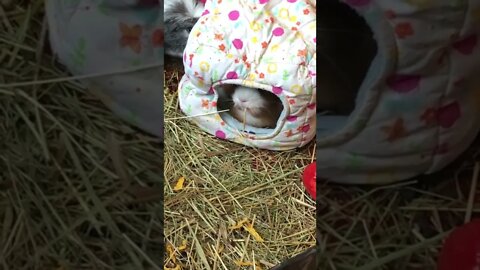 Guinea pig Maya