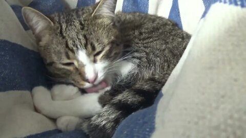 Kitten Cleans His Little Leg